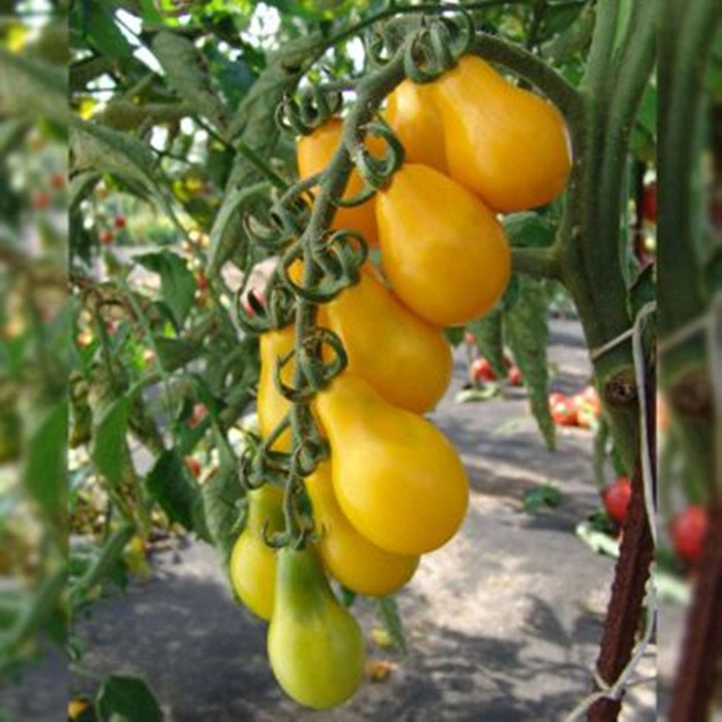 Tomato Perun