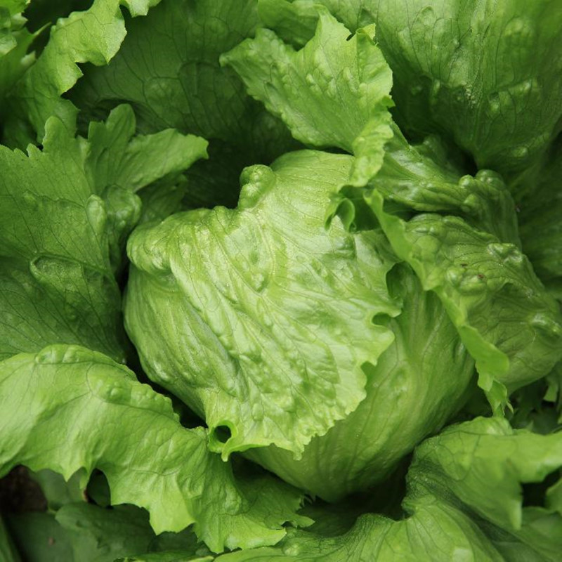 Салат головчастий хрумкий Хенсон