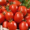 Tomato Terion