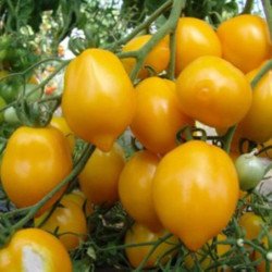 Tomato Citrina