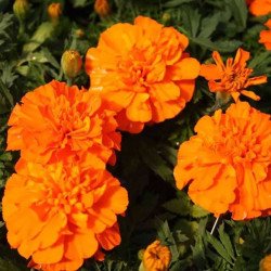 French Marigold Taenzerin