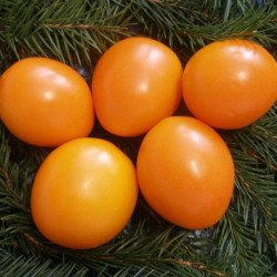Tomato Verna