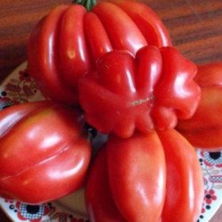 Tomato Etual