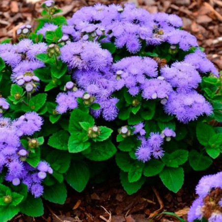 Flossflower Light Blue Lagoon