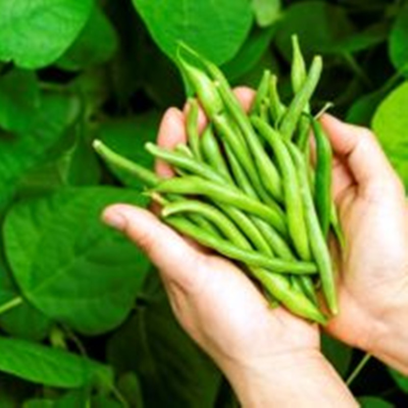 Квасоля спаржева Присадибна