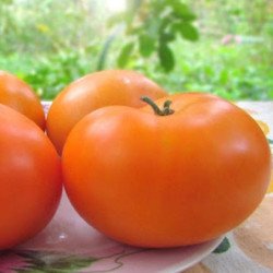 Tomato Blazing Beauty