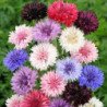 Cornflower Double Mix