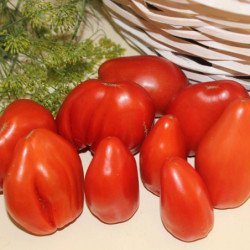 Tomato Stallone Italiano