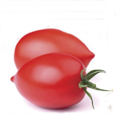 Tomato Fiaschetto Di Manduria