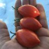 Tomato Fiaschetto Di Manduria