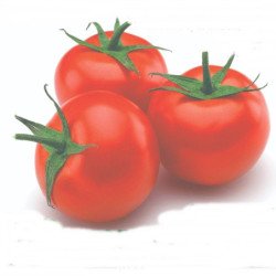 Tomato Stupice