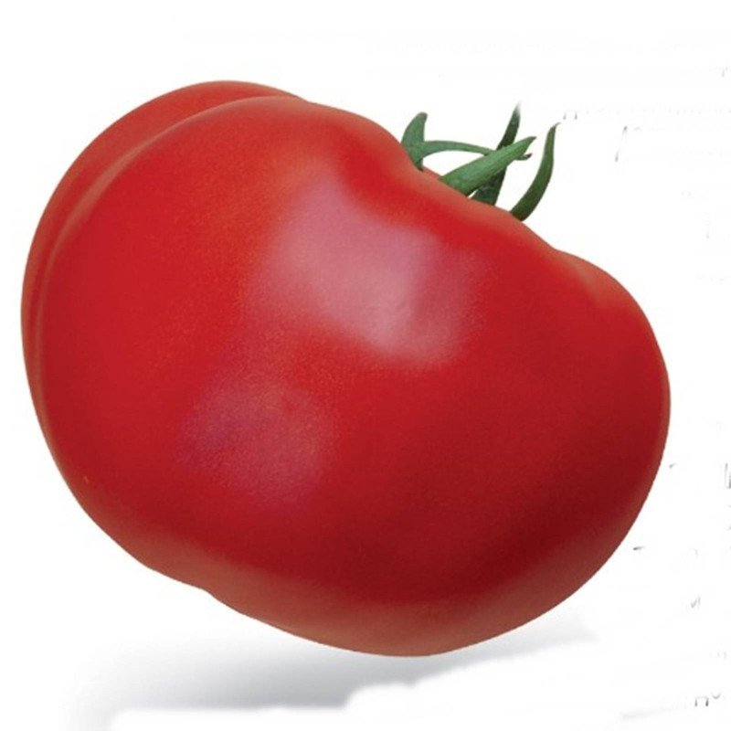 Tomato Turgai