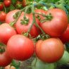 Tomato Banzai