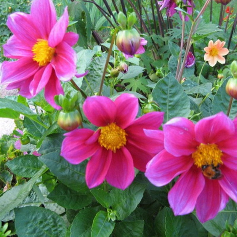 Dahlia Pink Ribbon