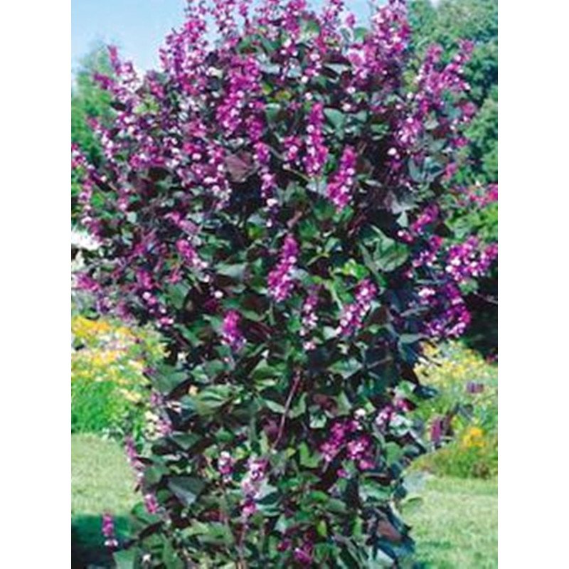 Hyacinth Bean