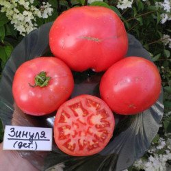Tomato Zinulya