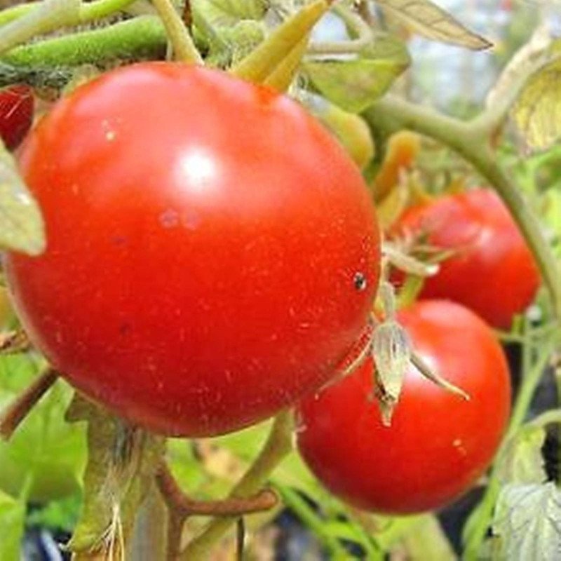 Tomato Heinz 1350