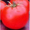 Tomato Heinz 2274