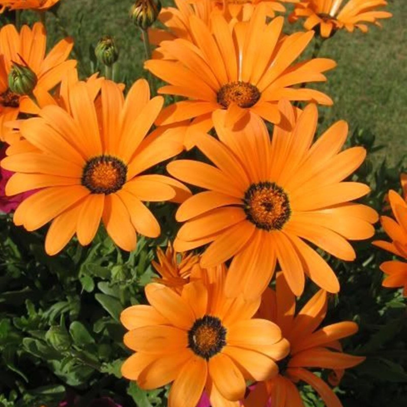 Glandular Cape Marigold Orange