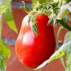 Tomato Red Capia