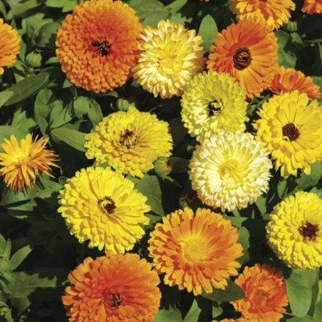 Pot Marigold Mix