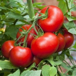 Tomato Ratunde de Saracheu