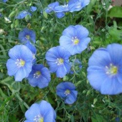 Flowering Flax Sapphire