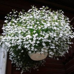 Trailing Lobelia White Cascade