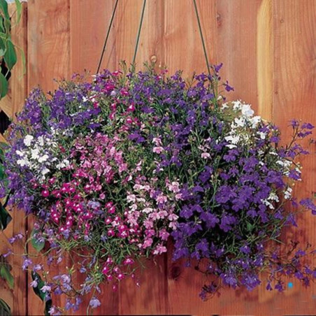 Trailing Lobelia Mix