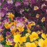 Pansy Viola Perennial Mix