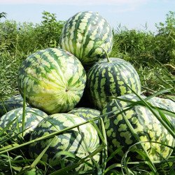 Watermelon Astrakhan