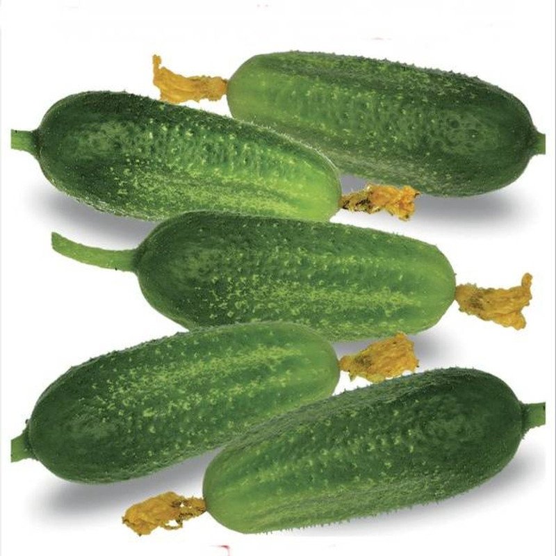 Cucumber Pohjola