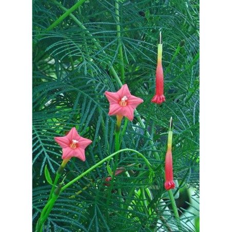 Cypress Vine Pink