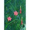 Cypress Vine Pink