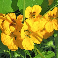 Creeping Nasturtium Golden Glitter