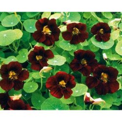 Dwarf Nasturtium Black Velvet