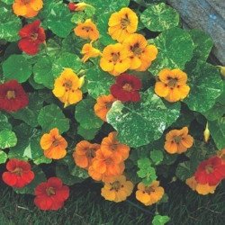 Dwarf Nasturtium Alaska Mix