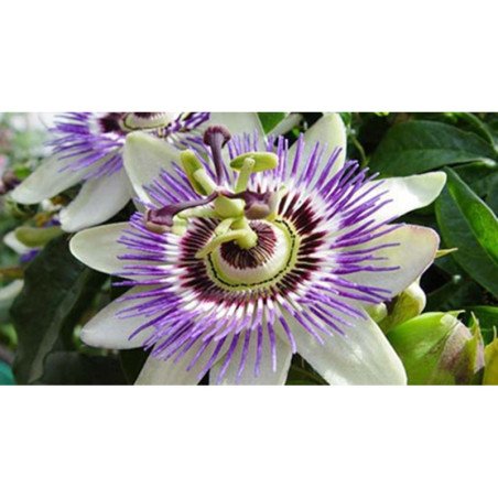 Blue Passion Flower