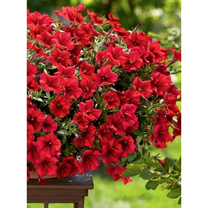 Petunia Trailing Red F1