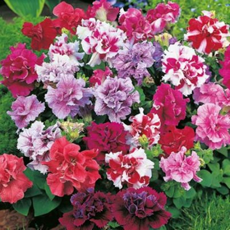 Petunia Double Duo Mix F1