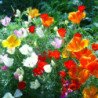 California Poppy Mix