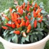 Chili Pepper Decorative Oraneta