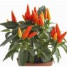 Chili Pepper Decorative Oraneta