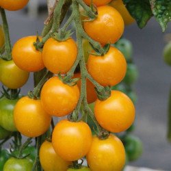 Cherry Tomato Goldkrone