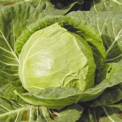 Headed Summer Cabbage June