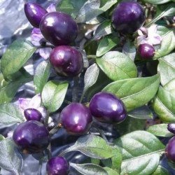 Chili Pepper Decorative Purple Pearl