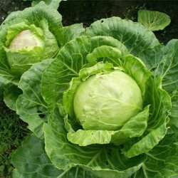 Headed Summer Cabbage Golden Hectare