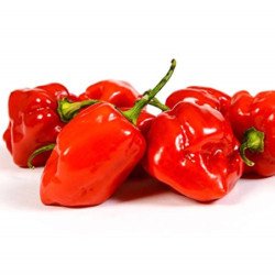 Chili Pepper Red Dominica