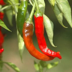 Chili Pepper Leskovacka Dzinka