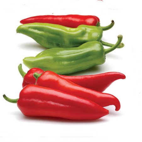 Chili Pepper Matay